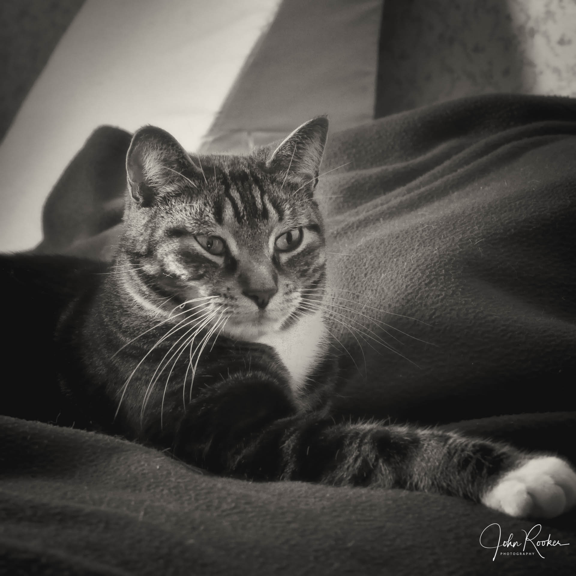 John Rooks Cat Animals – John Rooker Photography